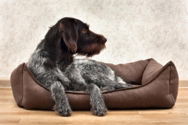Dog lying in dog bed